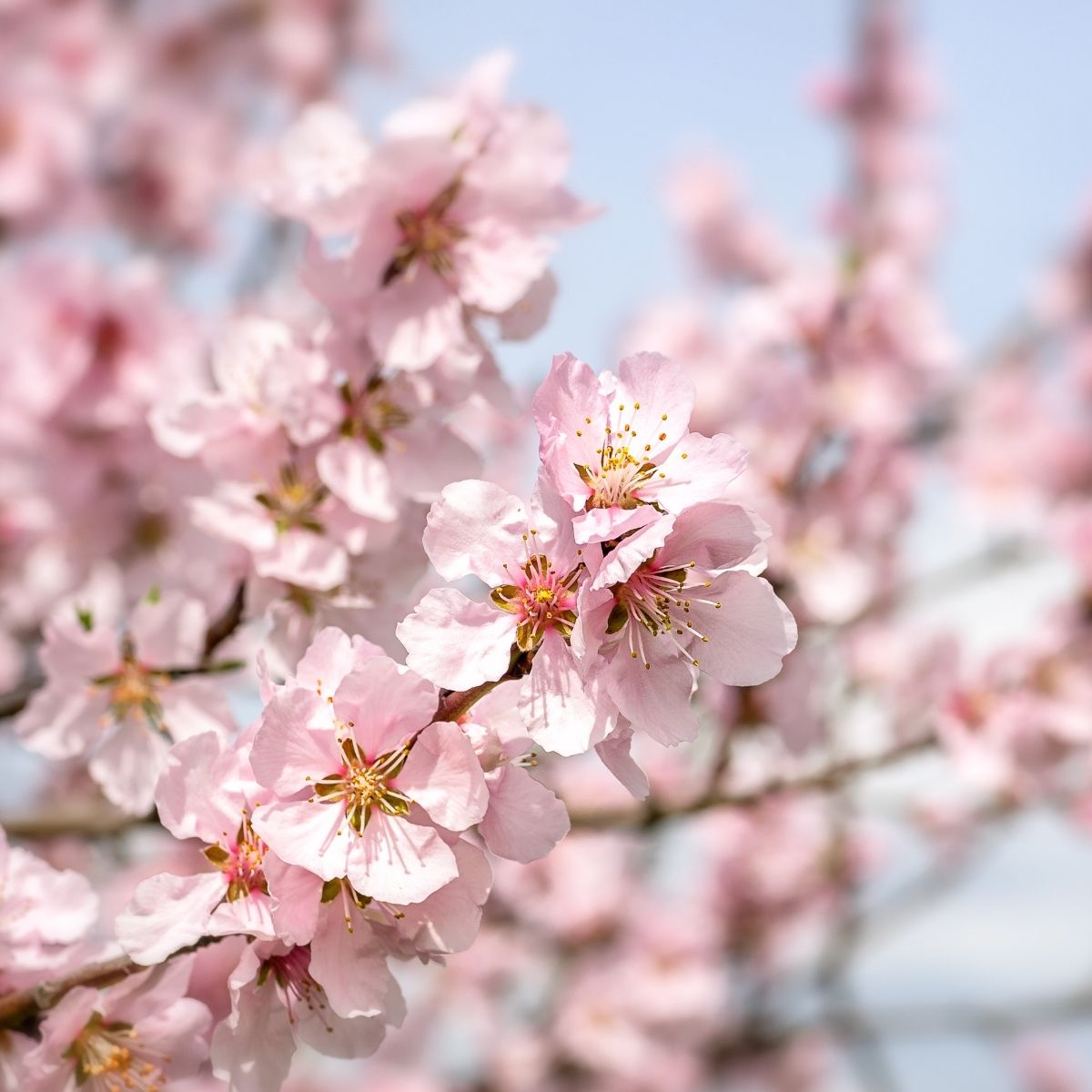Άρωμα "Almond Blossom".