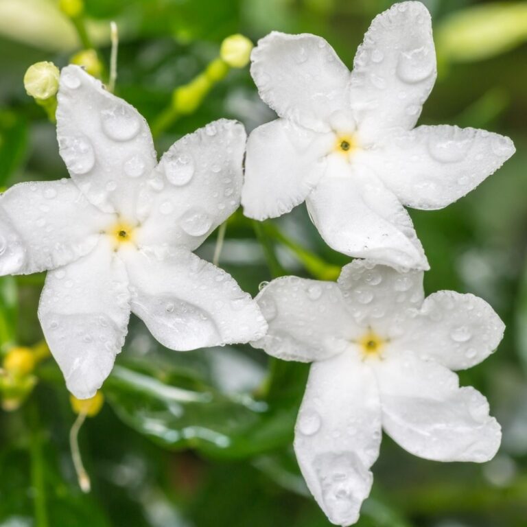 Άρωμα "Jasmine Dream".