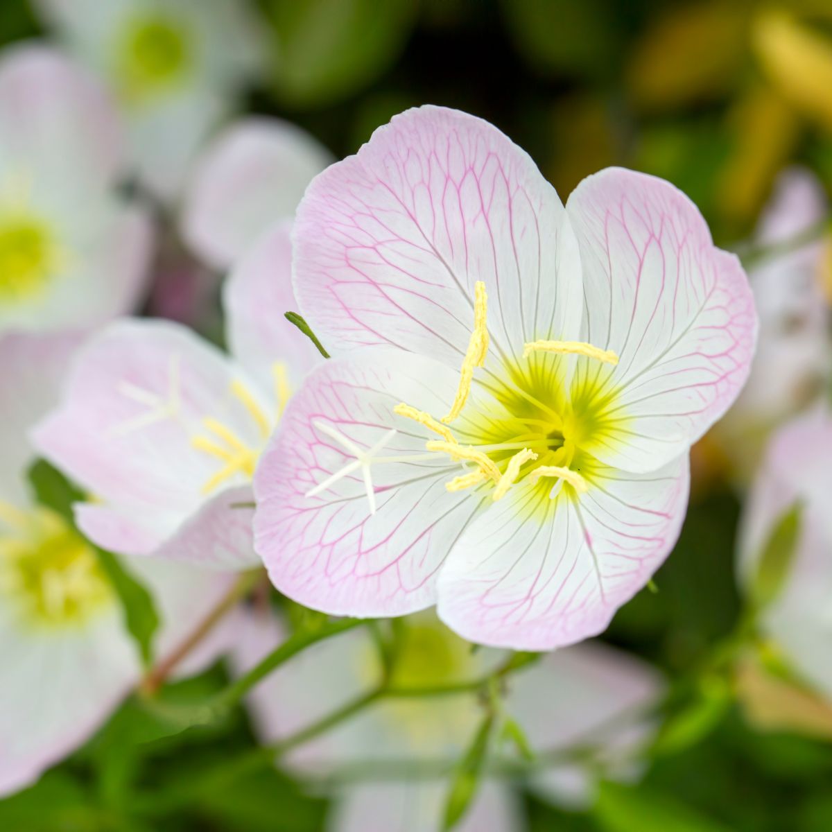 Άρωμα "Nightflower".